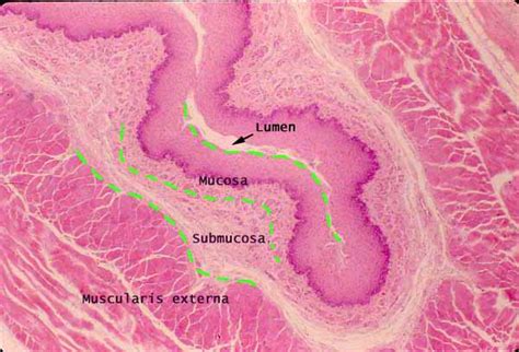 Histology at SIU