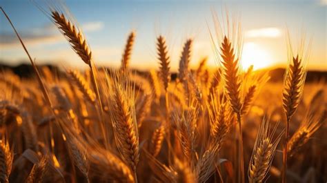 Premium AI Image | Large field with straw bales sunset