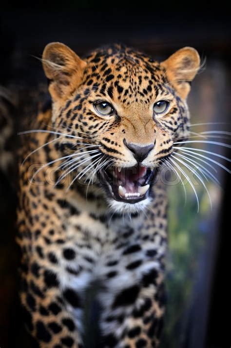 Angry Leopard Face