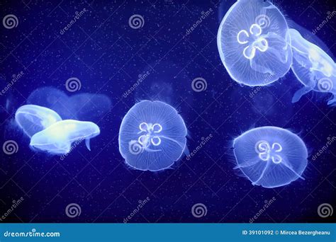 Underwater Image of Jellyfishes Stock Photo - Image of gills, colorful: 39101092