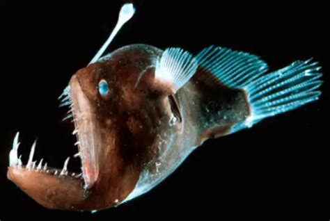 10 Interesting the Angler Fish Facts | My Interesting Facts