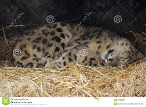 Snow Leopard stock image. Image of brown, edge, alert - 87529723