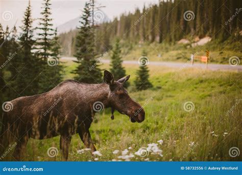 Moose in the forest stock photo. Image of mountains, flowers - 58732556