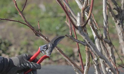 Pruning Blueberries For Bountiful Harvests - Epic Gardening