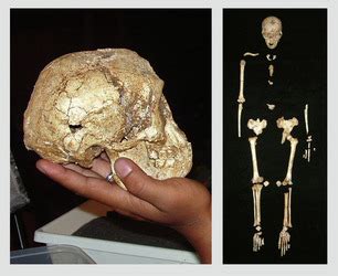 The Hobbit: Homo floresiensis | James Zaworski's Blog