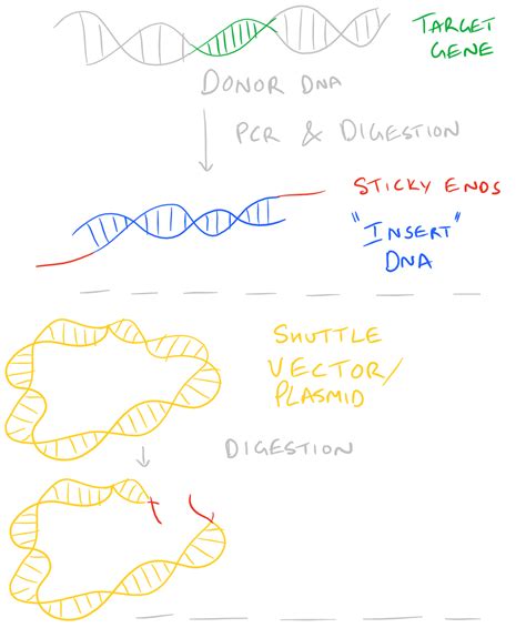 Ligate Sticky Ends via DNA Ligation - SciGine