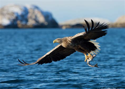 Norway’s Arctic north: eco-cabins and sea eagles | Sea eagle, White ...