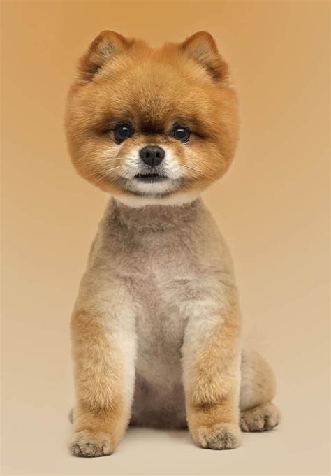 Pomeranian Cut Styles - Pets Lovers