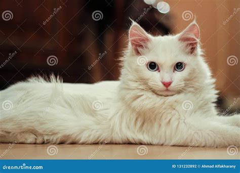 Turkish Angora. White Cat. Royalty-Free Stock Photo | CartoonDealer.com ...