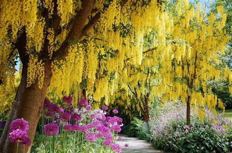 Flowering Trees For Landscaping Inspiration