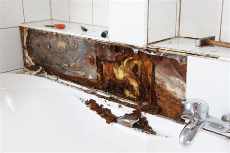 Mold Prevention Tips - Premier Restoration