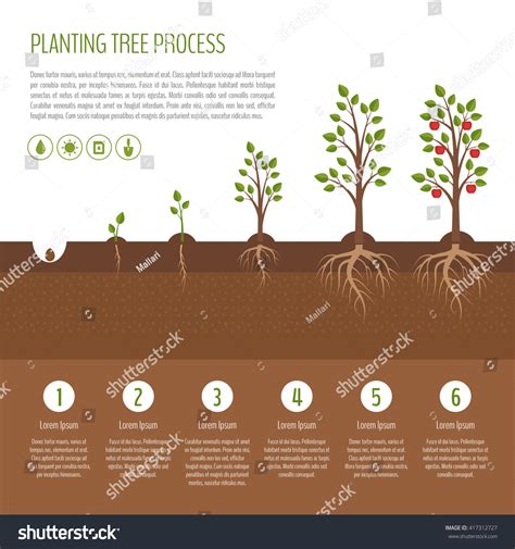 Planting Tree Process Infographic Apple Tree Stock Vector 417312727 ...