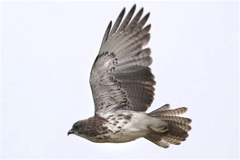 Hawaiian Hawk (Buteo solitarius) - Hawaii Bird Guide