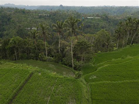 Aerial View of Rice Fields · Free Stock Photo