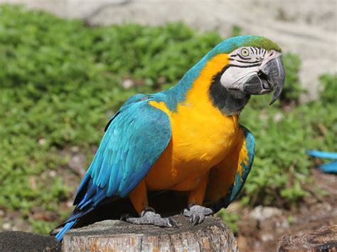 File:Blue-and-yellow Macaw RWD2.jpg - Wikimedia Commons