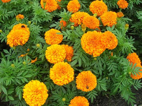 What Are The Growing Conditions For Marigolds at Kristen Hollingsworth blog