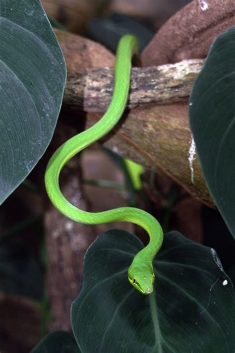 Green Vine Snake - Reptile Fact