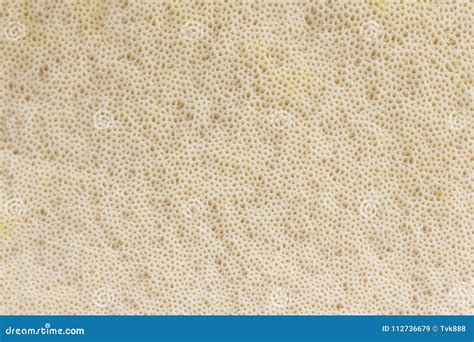 View on the Texture of the Mushroom Cap - Pores Bottom - Back Stock Image - Image of birch ...