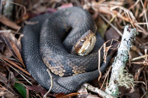 Northern Cottonmouth | South Carolina Partners in Amphibian and Reptile Conservation