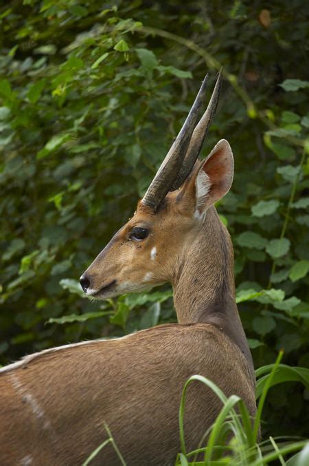 Fast Facts About Bushbuck