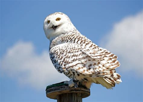 Snowy Owls Are Returning! | Snowy owl, Owl species, Owl