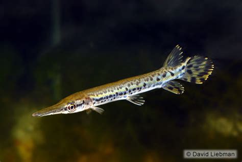 ALLIGATOR GAR regular - Bluegrassaquatics.com