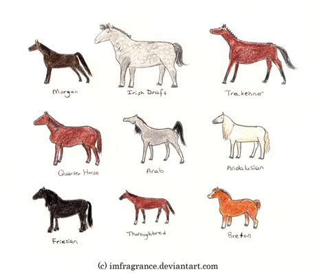 Horse and Pony Breeds 2 by imFragrance on DeviantArt