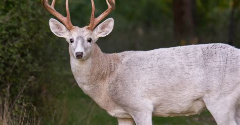 Leucistic Deer (everything there is to know about these white deer)