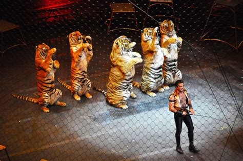 Circus Tiger | Inhabitat - Green Design, Innovation, Architecture, Green Building