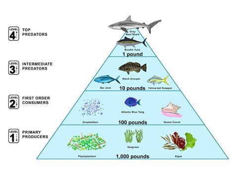 Awesome Dinosaur Food Pyramid Rhyming Song Jack Hartmann