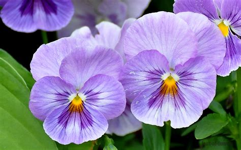 Pansy flower|Pictures of flowers