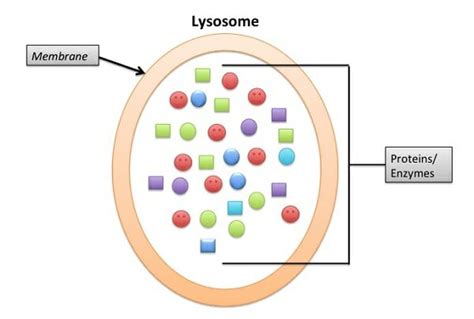 Lysosome - Definition, Function & Structure | Biology Dictionary