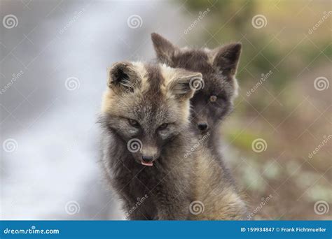 Silver Fox (Vulpes Vulpes) - Silver Phase of Red Fox Cubs, Washington WA , USA Stock Image ...