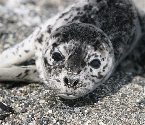 Harbor Seal Facts — SeaDoc Society