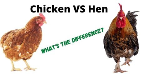 Chicken Vs Hen ( What's The Difference? ) | Hutch and Cage