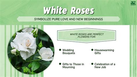 White Roses: Meaning, Symbolism, and Proper Occasions - A-Z Animals