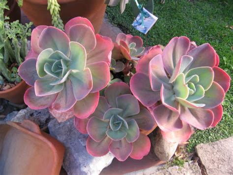 Echeveria gibbiflora | World of Succulents