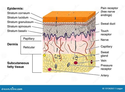 Layers Of The Epidermis Stratum Granulosum