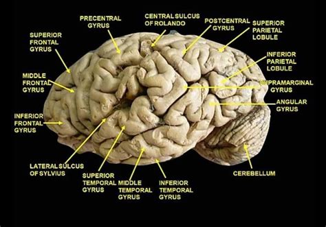 Brain Gyrus (Cerebral cortex) and Sulcus (Neuroanatomy) | Brain Anatomy