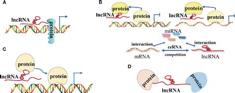 Frontiers | Long Non-Coding RNAs: The Regulatory Mechanisms, Research ...