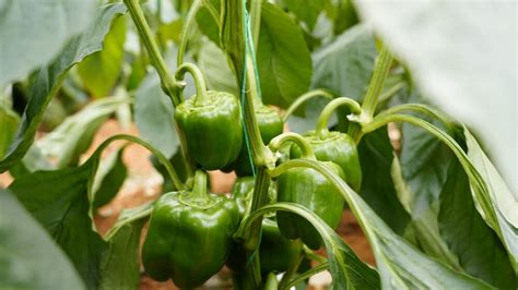 7 Bell Pepper Growing Stages: Color, Sizes & Problems