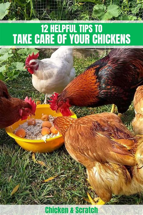 Taking Care Of Chickens At Home - Goimages Ily