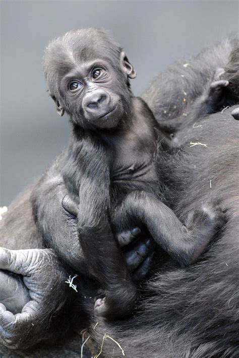 17 Best images about Gorilla Baby at Brookfield Zoo on Pinterest | The two, Infants and Zoos