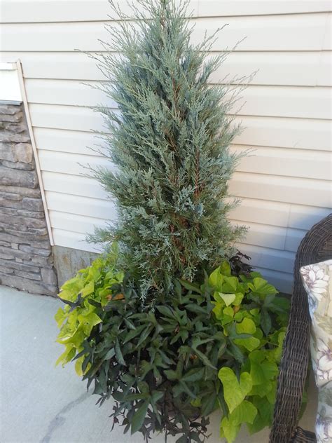 This moonglow juniper actually overwintered! I left transplanting too late so I am glad it ...