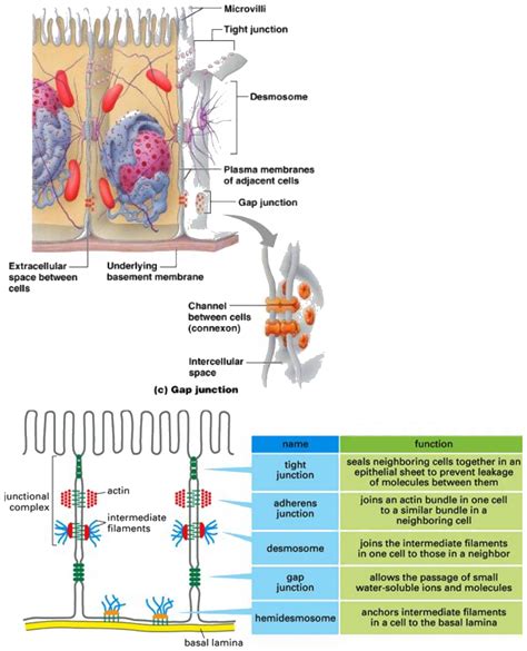 Desmosomes