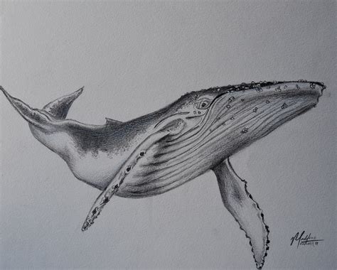 Humpback Whale Original Pencil Drawing - Etsy