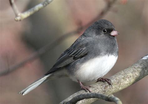 Get Outdoors this Winter to See Virginia’s Abundance of Winter Birds | Virginia DWR