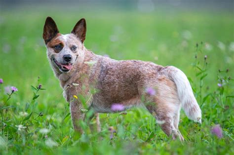 5 Blue Heeler Colors And All Markings Explained