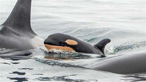 Newborn baby orca spotted swimming with J pod | CBC News