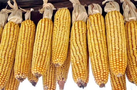 Drying corn Free Photo Download | FreeImages